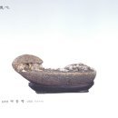 석향 이미지