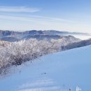 천상의 나무 이미지