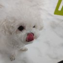 킹스크림 이미지