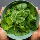 시금치 이미지