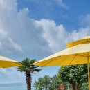 여울애견 이미지