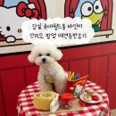 월드애견 | 잠실 롯데월드몰 바잇미 산리오 팝업 애견동반후기