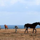 주홍목장 이미지