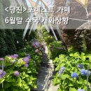 카페산책 - 김해시 | 당진 포레스트 카페 대덕동 대형카페 수국 산책까지 즐긴 후기