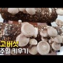 표고버섯키우기 | 표고키트 | 표고버섯 일주일만에 키우는 법 | 쿠팡구매 | 요리하는와우 요리하는와우 COOKING WOW 구독자 2 이미지