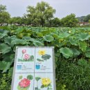 (주)유신이아이 | 부여 1박 2일 뚜벅이 혼자 여행 1 | 7월 궁남지 연꽃