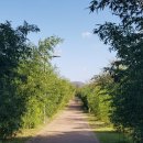 낙동강역사너울길 이미지