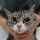 중동 우리아이 동물병원 | 부천 고양이 동물병원 스케일링 내돈내산 중동우리아이동물병원