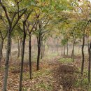 느티나무2농장 이미지