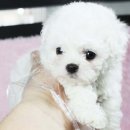 도그비숑 이미지