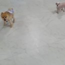 비비노아 이미지