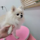 토비네 살롱 이미지