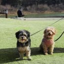 동구리호수공원잔디광장 이미지