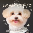 불당동물병원 | [레드셔터 천안불당점] 우리 집 막내 임쪽지, 천안사진관에서 반려동물 증명사진으로 프로필 데뷔하다!!!!