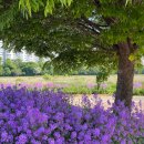 금호강영천 이미지