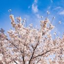 사쿠라(SAKURA) - 경주시 | 사쿠라(SAKURA)