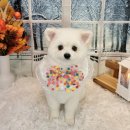 댕댕아야옹 이미지