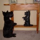 거울보는 강아지 이미지