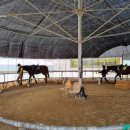 퀸즈승마장 이미지