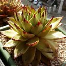 헬리오스 이미지