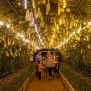 천일홍축제 이미지