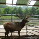 안터사슴농장 이미지
