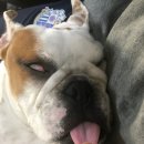 너만멍냥 이미지