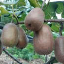 해금농장 이미지