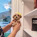 사랑애견샵 이미지