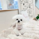 멍 부띠끄 이미지