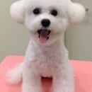 하이!털찌니들 이미지