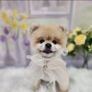 복이네애견 이미지