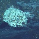 수심 1만m 해구에서 길이 20㎝ 거대 단세포 생물 발견 이미지