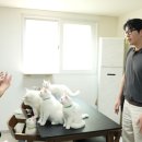 고양이를 부탁해 이미지