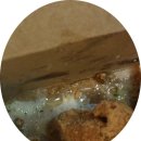 삼촌두마리치킨 네이버블로그