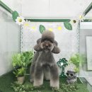 메르시도꾸 네이버블로그
