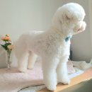 원더플독 이미지