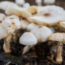 하얀버섯 이미지