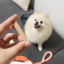(주)포켄스 | 포켄스 덴티 페어리 덴탈껌 이번에는 SS 선택