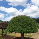 관리가 잘된 정원용 단풍나무 판매(4그루) 이미지