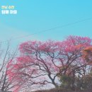 옥천동경로당 | 전남 순천 매화 명소 탐매 마을 3월 봄 축제도 열려요