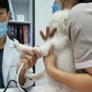 정직한 동물병원 네이버블로그