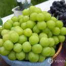 샤인 연합뉴스