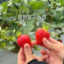 정현농장 | 경기도 양평 딸기체험 정현딸기농장