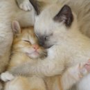 미사숲동물의료센터 이미지