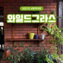한광여자중학교 | 평택 비전동 혼카페 노트북하기 좋은 조용한 감성카페 와일드그라스