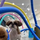 대구애견호텔 애견유치원 모여라솜뭉치 본점 이미지