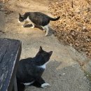 도봉-도봉-서울도봉-2040 | 도봉산 공영주차장 주말 주차 및 맛집 <한국통닭>