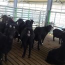 원산목장 이미지