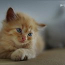 뷰티펫동물병원